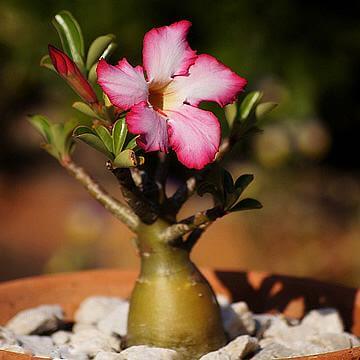 Rosa do deserto em vaso decorado