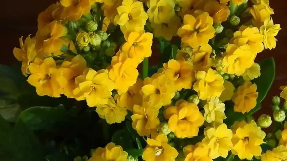 tipos de flores - kalanchoê