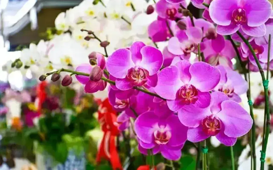 tipos de flores - orquídeas