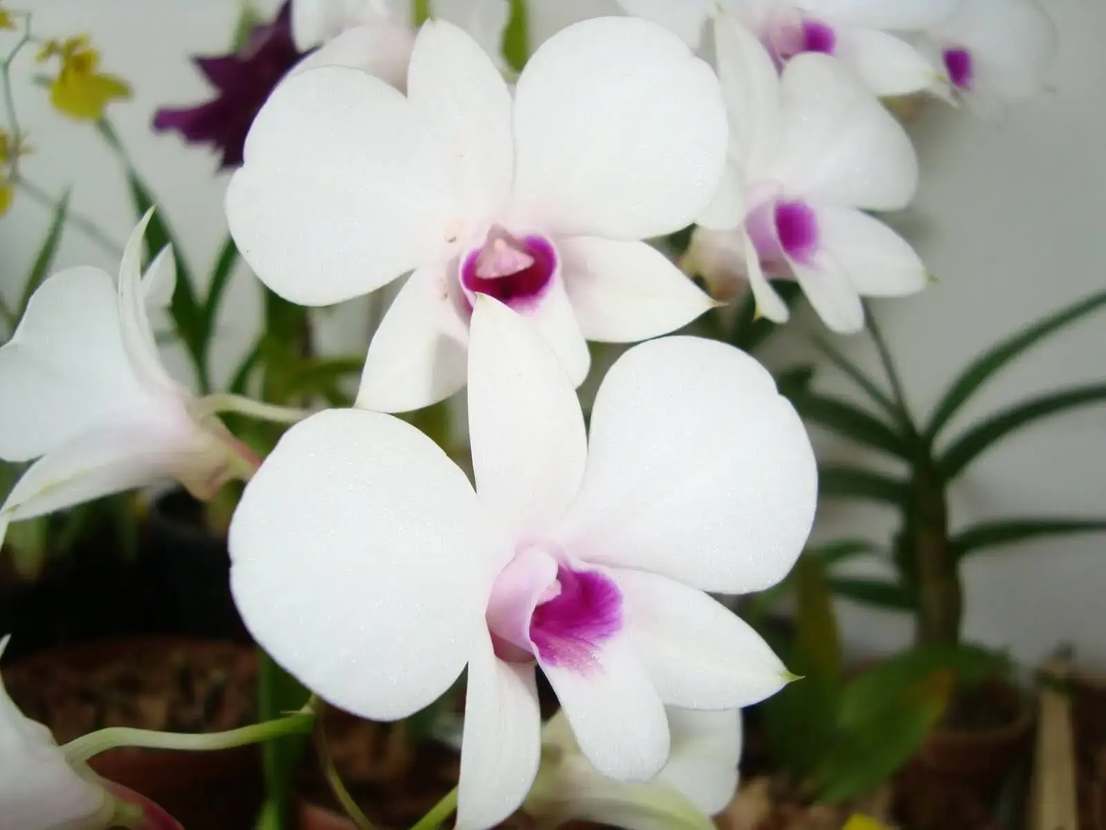 Orquídeas denphal branca