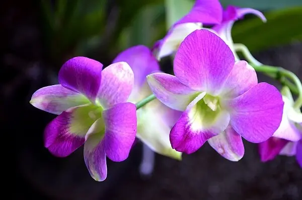 tipos de orquídeas denphal sofisticados