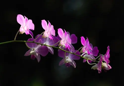 tipos de orquídeas variedades denphal