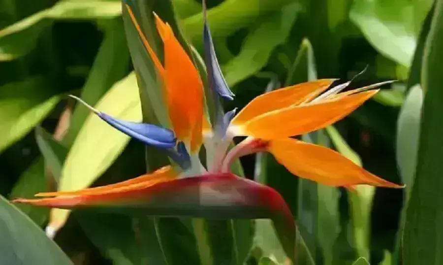 tipos de plantas - ave do paraíso