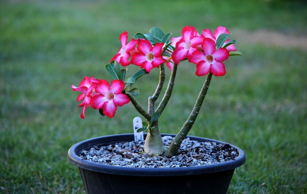 tipos de plantas - rosa do deserto