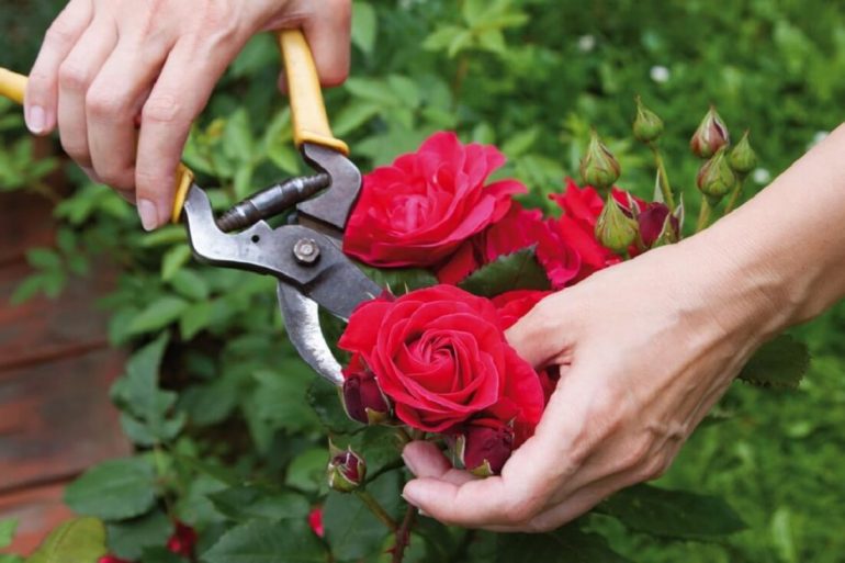 Como plantar rosas