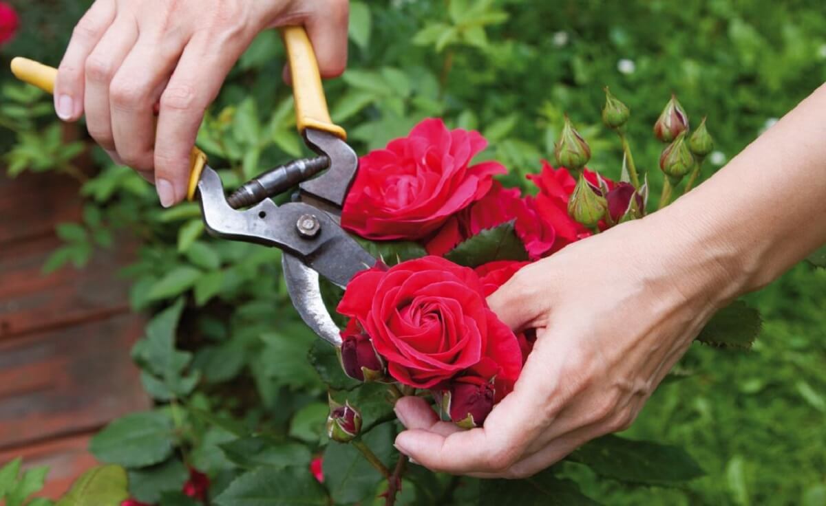 silencio mentiroso Exitoso Como Plantar Rosas: Aprenda o Passo a Passo de Como Cultivá-las