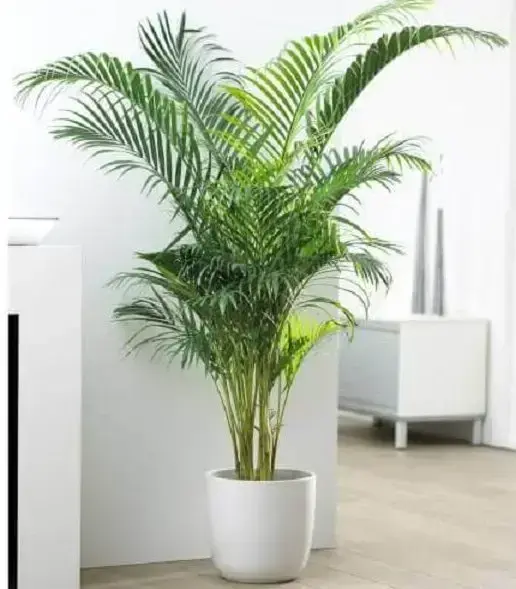 Plantas ornamentais como a areca-bambu são ótimas para ambientes internos