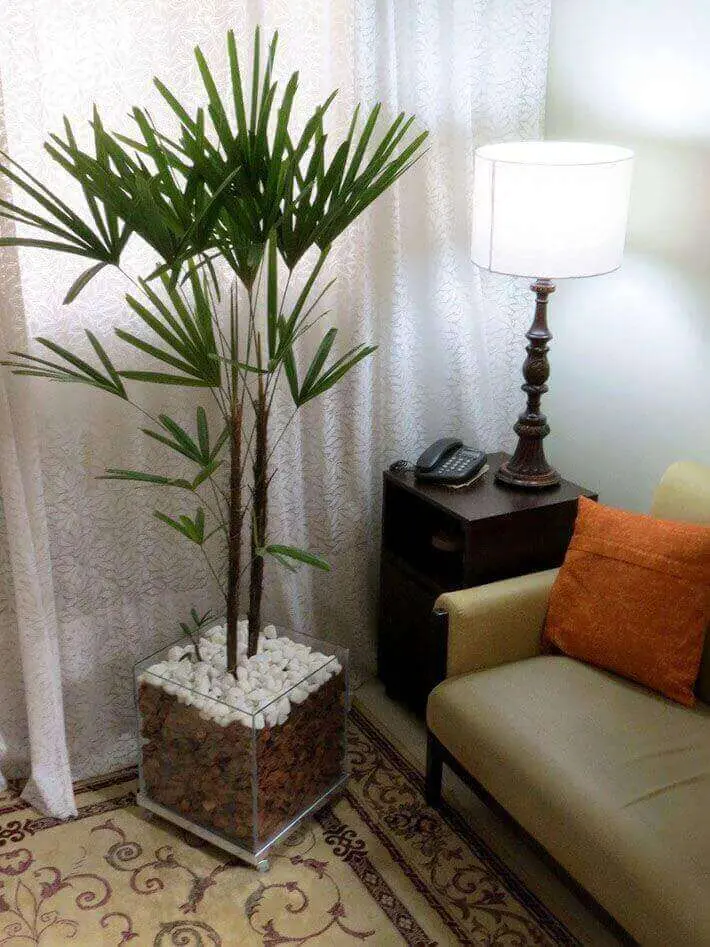 Plantas palmeira ráfia
