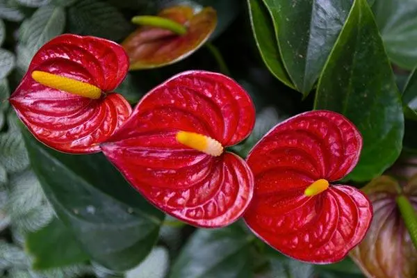 as flores do Antúrio são plantas ornamentais coloridas e exóticas