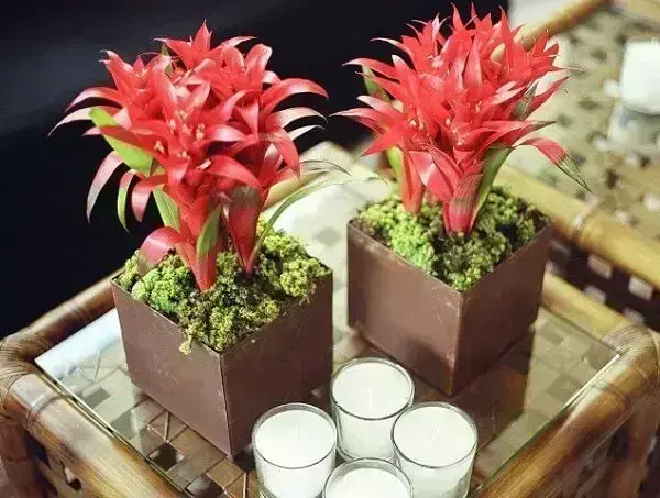 bromélias em vasos, plantas ornamentais