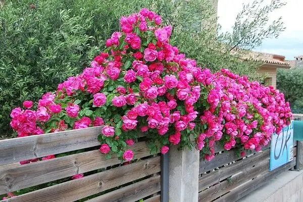 as rosas trepadeiras são plantas ornamentais ideais para cobrir uma treliça