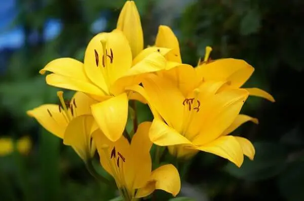 lírio amarelo é uma espécie de plantas ornamentais