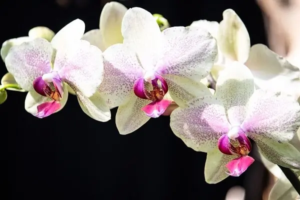 orquídeas brancas, plantas ornamentais