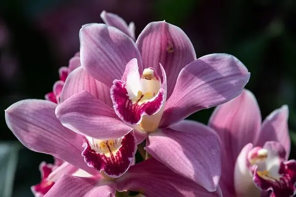orquídeas, plantas ornamentais delicadas