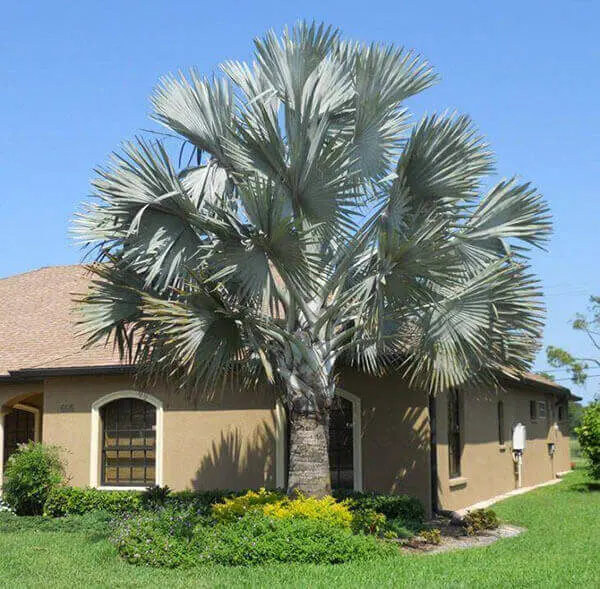 Palmeira Azul para casa de sítio
