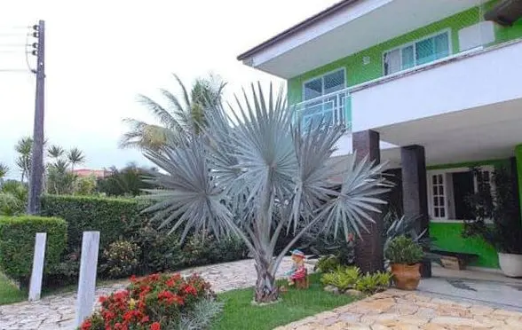 Palmeira Azul para decoração de jardim