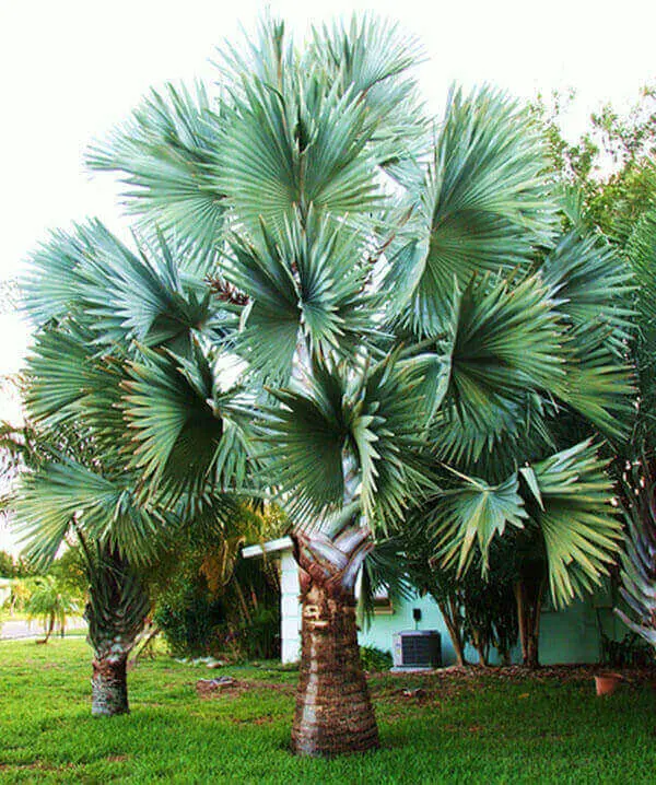 Palmeira azul com único tronco