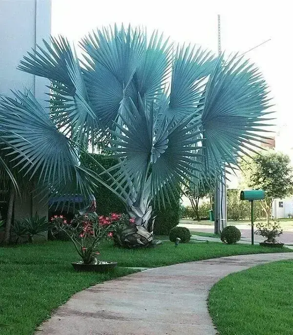 Palmeira azul em calçadas