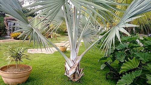 Palmeira azul em jardim contemporâneo