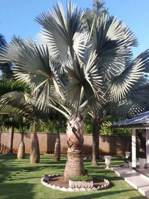 Palmeira azul em praça pública