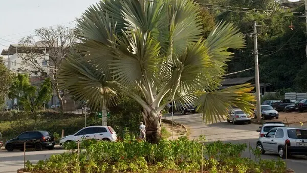 Palmeira azul em área externa