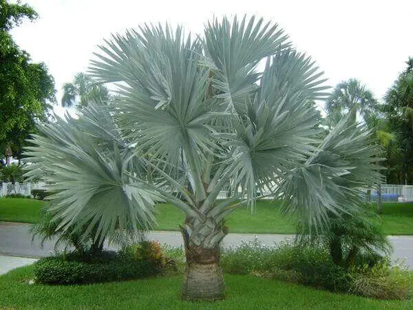 Palmeira azul em áreas abertas