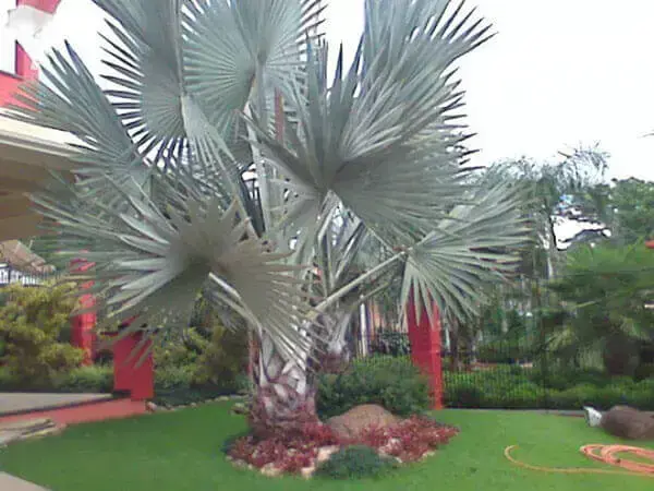 Palmeira azul exótica