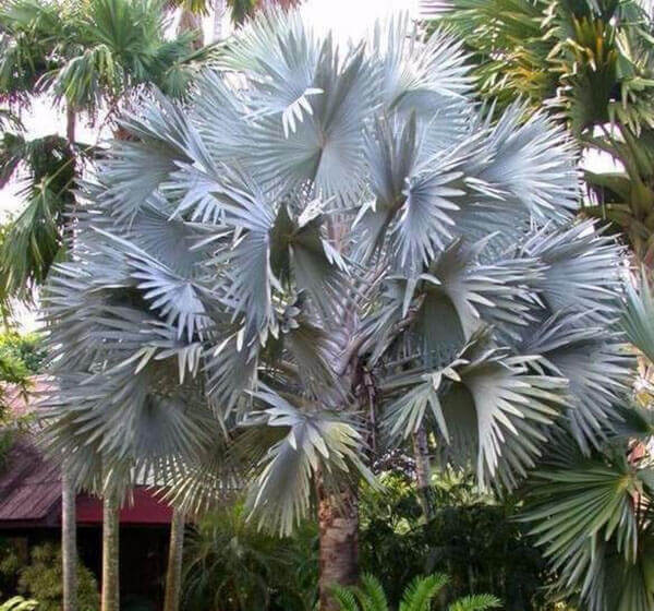 Palmeira azul grande