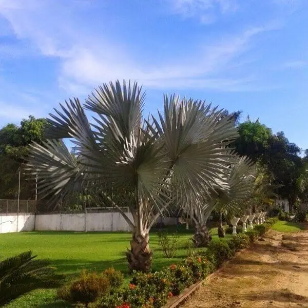 Palmeira azul para decoração de jardim grande