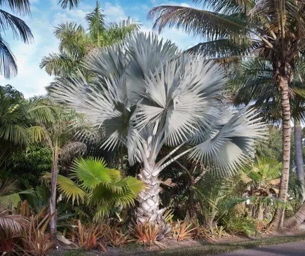 Palmeira azul para decoração