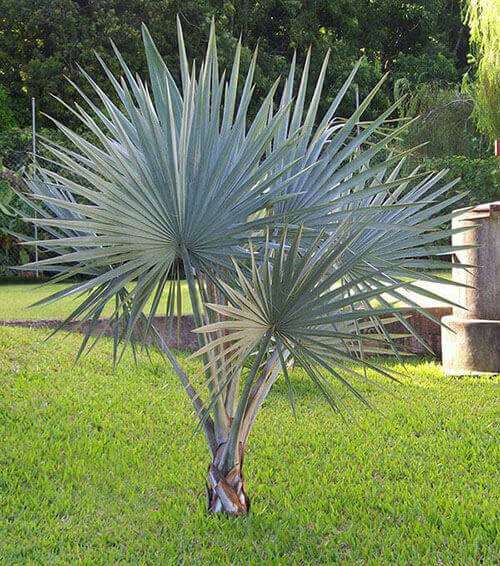 Palmeira azul pequena em jardim