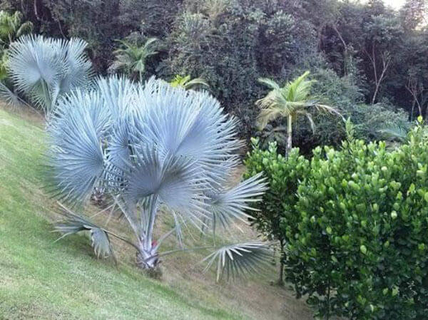 Palmeira azul plantada em talude