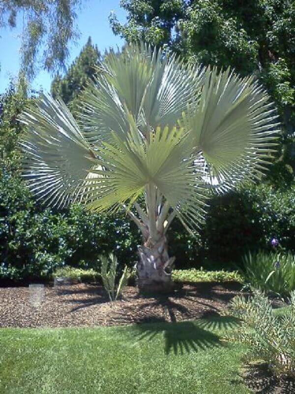 Palmeira bismarck em jardim