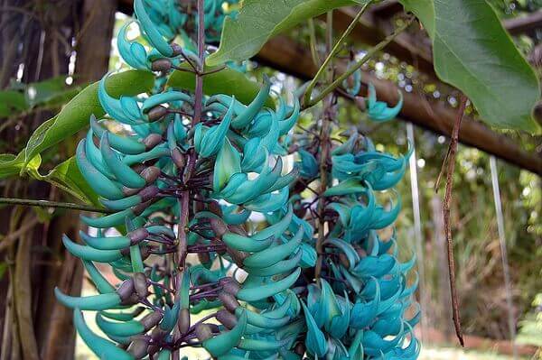Plantas ornamentais flor de jade