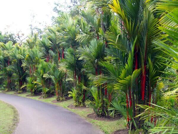 Plantas ornamentais palmeira laca