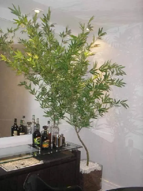 Bambu Mossô artificial na decoração de pequeno bar 