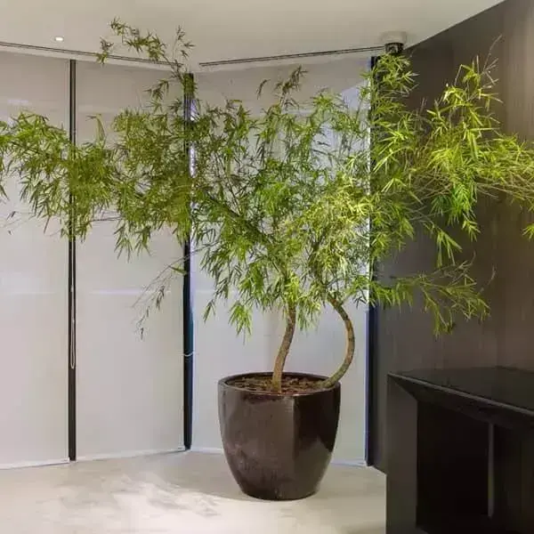 Bambu Mossô em vaso