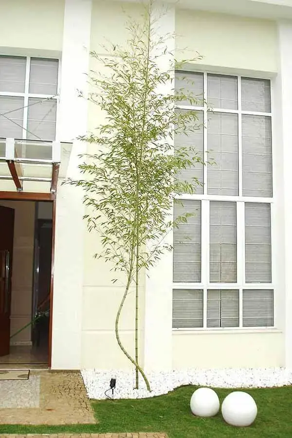 Bambu Mossô na fachada