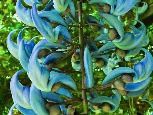 Trepadeira Flor Jade Azul