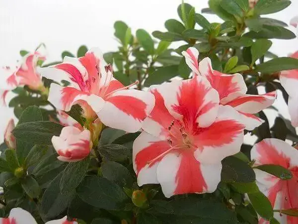 Azaleia: +53 Arranjos Coloridos e Dicas de Como Cultivar Essa Flor