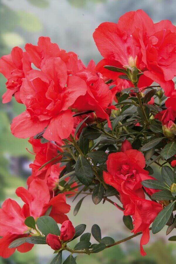 Azaléia Rhododendron ‘Christine Siena’
