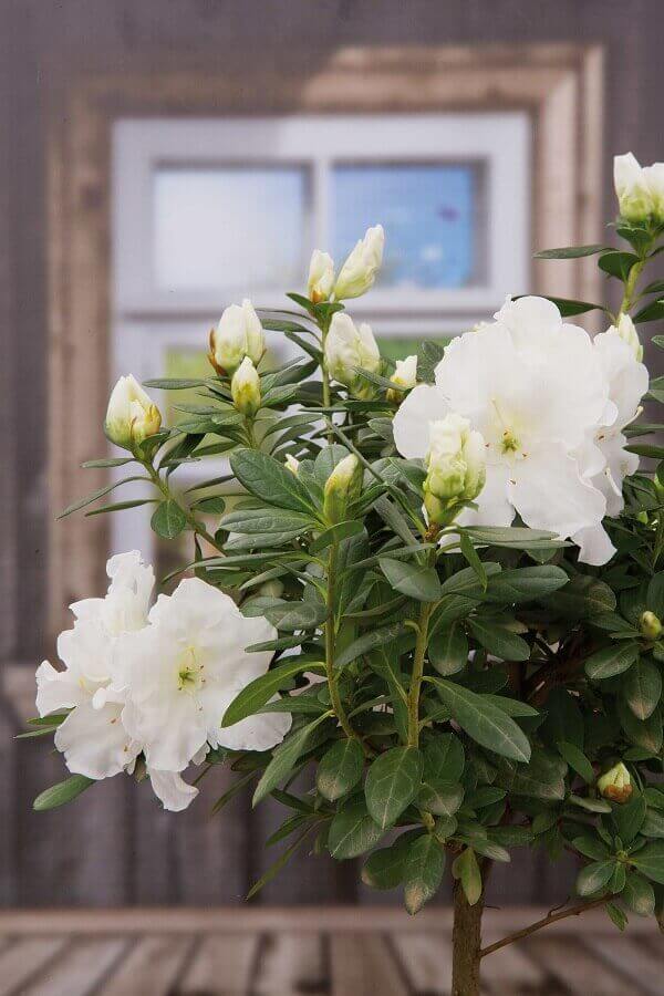 Azaléia Rhododendron ‘Iris’