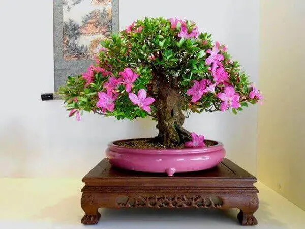 Azaléia bonsai em sala