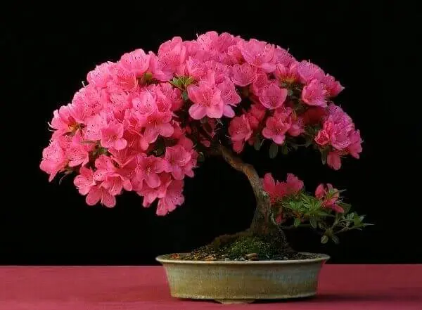 Azaléia bonsai rosa verde