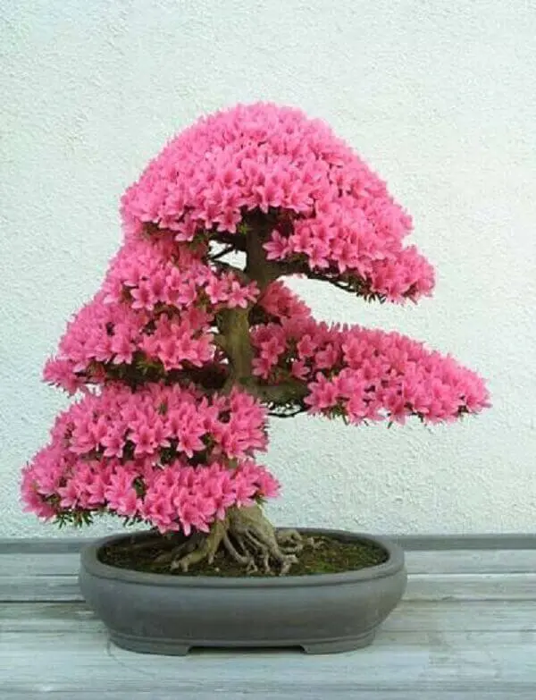 Azaléia rosa no vaso de bonsai