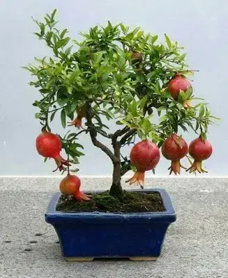 Bonsai de frutas de romã Foto de Jardim Exótico