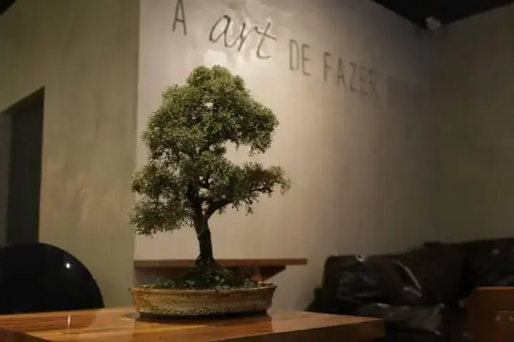 Decoração com bonsai sobre a mesa Foto de Gabriela Herde