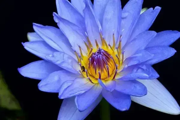 Flor de lótus azul detalhes