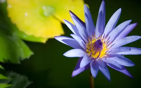 Flor de lótus azul rara