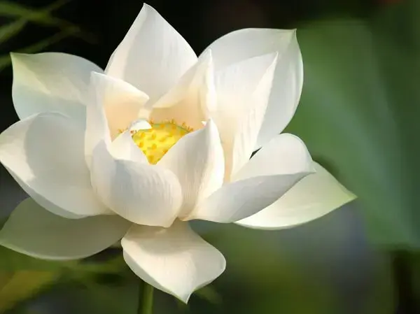 Flor de lótus branca